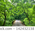 Forest road wrapped in fresh green 142432138