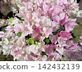 The vibrant pink bougainvillea flowers 142432139