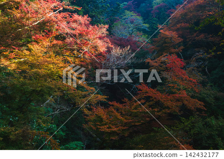 陽光灑滿山林，秋葉絢麗多彩。 142432177