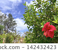 A vibrant red hibiscus blooming against a blue sky. 142432423