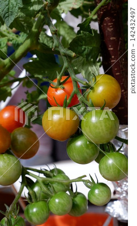 Growing mini tomatoes in planters in a home garden Growing mini tomatoes in planters in a home garden 142432497