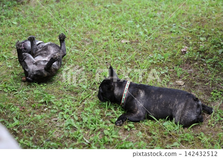 French Bulldogs playing in nature! Memorable moments and memories of them energetically running around in the summer mountains! A furry battle at the dog park! French Bulldogs playing in nature! Memorable moments and memories of them energetically running around in the summer mountains! A furry battle at the dog park! 142432512