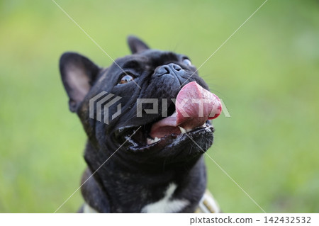 法國鬥牛犬在大自然中玩耍!它們在夏日山間活力奔跑的難忘時刻和場景!狗狗公園裡的一場毛茸茸大戰! 法國鬥牛犬在大自然中玩耍!它們在夏日山間活力奔跑的難忘時刻和場景!狗狗公園裡的一場毛茸茸大戰! 142432532