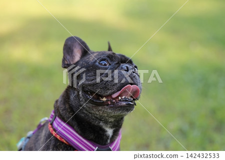 法國鬥牛犬在大自然中玩耍!它們在夏日山間活力奔跑的難忘時刻和場景!狗狗公園裡的一場毛茸茸大戰! 法國鬥牛犬在大自然中玩耍!它們在夏日山間活力奔跑的難忘時刻和場景!狗狗公園裡的一場毛茸茸大戰! 142432533