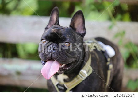 法國鬥牛犬在大自然中玩耍!它們在夏日山間活力奔跑的難忘時刻和場景!狗狗公園裡的一場毛茸茸大戰! 法國鬥牛犬在大自然中玩耍!它們在夏日山間活力奔跑的難忘時刻和場景!狗狗公園裡的一場毛茸茸大戰! 142432534