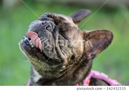 法國鬥牛犬在大自然中玩耍！它們在夏日山間活力奔跑的難忘時刻和場景！狗狗公園裡的一場毛茸茸大戰！ 142432535