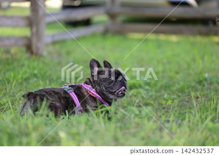French Bulldogs playing in nature! Memorable moments and memories of them energetically running around in the summer mountains! A furry battle at the dog park! 142432537