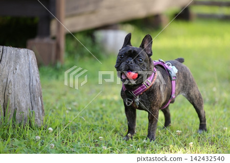 French Bulldogs playing in nature! Memorable moments and memories of them energetically running around in the summer mountains! A furry battle at the dog park! French Bulldogs playing in nature! Memorable moments and memories of them energetically running around in the summer mountains! A furry battle at the dog park! 142432540