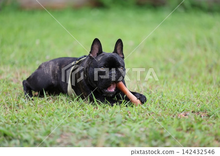French Bulldogs playing in nature! Memorable moments and memories of them energetically running around in the summer mountains! A furry battle at the dog park! French Bulldogs playing in nature! Memorable moments and memories of them energetically running around in the summer mountains! A furry battle at the dog park! 142432546