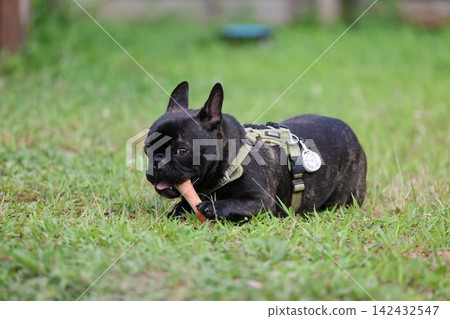 French Bulldogs playing in nature! Memorable moments and memories of them energetically running around in the summer mountains! A furry battle at the dog park! 142432547