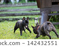 French Bulldogs playing in nature! Memorable moments and memories of them energetically running around in the summer mountains! A furry battle at the dog park! 142432551