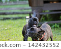 French Bulldogs playing in nature! Memorable moments and memories of them energetically running around in the summer mountains! A furry battle at the dog park! 142432552