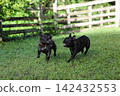 French Bulldogs playing in nature! Memorable moments and memories of them energetically running around in the summer mountains! A furry battle at the dog park! 142432553