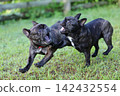French Bulldogs playing in nature! Memorable moments and memories of them energetically running around in the summer mountains! A furry battle at the dog park! 142432554