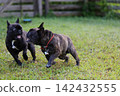 French Bulldogs playing in nature! Memorable moments and memories of them energetically running around in the summer mountains! A furry battle at the dog park! 142432555