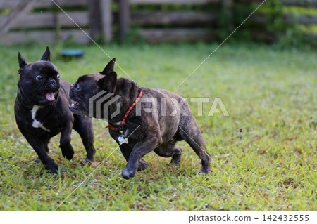 French Bulldogs playing in nature! Memorable moments and memories of them energetically running around in the summer mountains! A furry battle at the dog park! French Bulldogs playing in nature! Memorable moments and memories of them energetically running around in the summer mountains! A furry battle at the dog park! 142432555