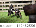 French Bulldogs playing in nature! Memorable moments and memories of them energetically running around in the summer mountains! A furry battle at the dog park! 142432556