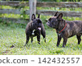 French Bulldogs playing in nature! Memorable moments and memories of them energetically running around in the summer mountains! A furry battle at the dog park! 142432557