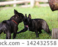 French Bulldogs playing in nature! Memorable moments and memories of them energetically running around in the summer mountains! A furry battle at the dog park! 142432558