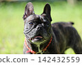 French Bulldogs playing in nature! Memorable moments and memories of them energetically running around in the summer mountains! A furry battle at the dog park! 142432559