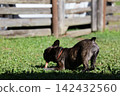 French Bulldogs playing in nature! Memorable moments and memories of them energetically running around in the summer mountains! A furry battle at the dog park! 142432560