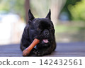 French Bulldogs playing in nature! Memorable moments and memories of them energetically running around in the summer mountains! A furry battle at the dog park! 142432561