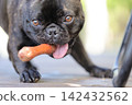 French Bulldogs playing in nature! Memorable moments and memories of them energetically running around in the summer mountains! A furry battle at the dog park! 142432562