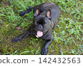 French Bulldogs playing in nature! Memorable moments and memories of them energetically running around in the summer mountains! A furry battle at the dog park! 142432563