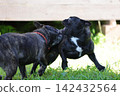French Bulldogs playing in nature! Memorable moments and memories of them energetically running around in the summer mountains! A furry battle at the dog park! 142432564