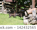 French Bulldogs playing in nature! Memorable moments and memories of them energetically running around in the summer mountains! A furry battle at the dog park! 142432565
