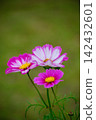 Autumn scenery with pink and white cosmos flowers in bloom. 142432601