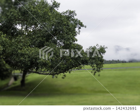 Green field with blue sky spring environment Green field with blue sky spring environment 142432691