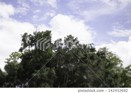 Green field with blue sky spring environment Green field with blue sky spring environment 142432692