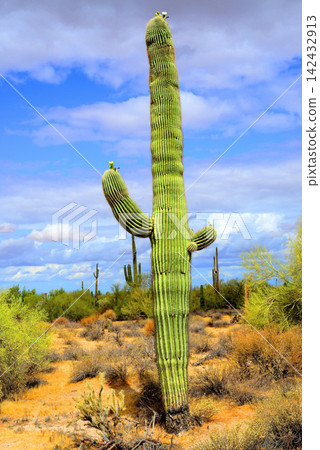 Old Saguaro Cactus Sonora desert Arizona Old Saguaro Cactus Sonora desert Arizona 142432913