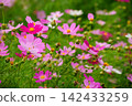 A field of cosmos flowers against a soft background. 142433259