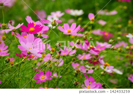 A field of cosmos flowers against a soft background. A field of cosmos flowers against a soft background. 142433259