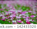 Autumn scenery with vibrant cosmos flowers swaying in the breeze. 142433320