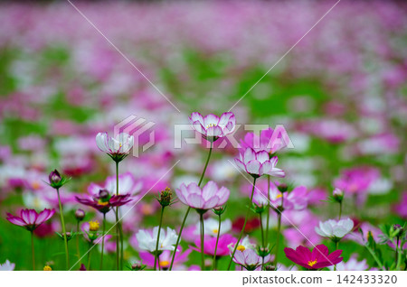 Autumn scenery with vibrant cosmos flowers swaying in the breeze. Autumn scenery with vibrant cosmos flowers swaying in the breeze. 142433320