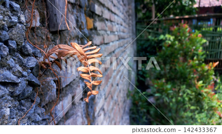 Dried brown fern fronds growing on weathered stone and brick walls. Dried brown fern fronds growing on weathered stone and brick walls. 142433367