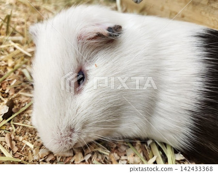 Guinea pig Guinea pig 142433368