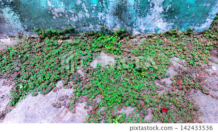 Creeping weeds and wild plants grow on the weathered blue green wall. Creeping weeds and wild plants grow on the weathered blue green wall. 142433536
