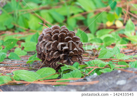 A large pine cone lying on green leaves and pine needles A large pine cone lying on green leaves and pine needles 142433545