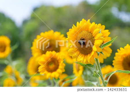 盛放的向日葵周圍聚集著大黃蜂，這是一幅夏日景象。 142433631
