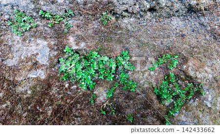 Small green weeds and moss grow in the cracks of the concrete. Small green weeds and moss grow in the cracks of the concrete. 142433662