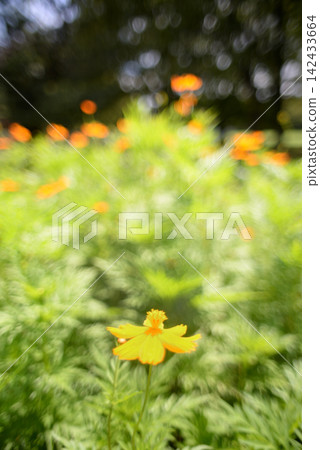 耀眼的夏日黃色波斯菊 耀眼的夏日黃色波斯菊 142433664