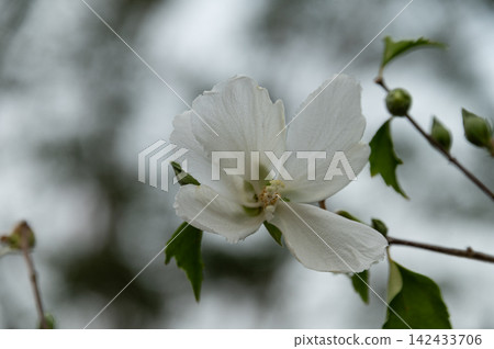 White hibiscus flowers blooming proudly against a tranquil background. 142433706