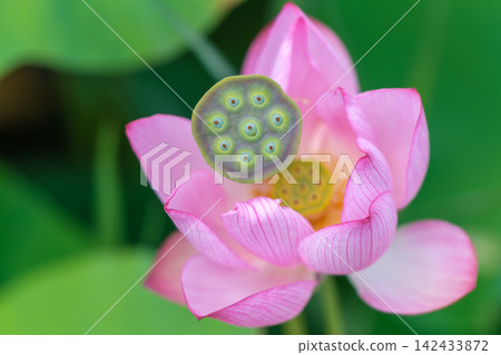 A macro shot of a lotus flower with its pink petals and receptacle overlapping. A macro shot of a lotus flower with its pink petals and receptacle overlapping. 142433872