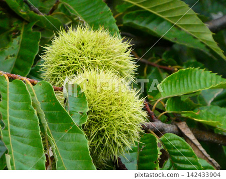 Chestnuts from chestnut trees on the English Coast in Hanamaki City, Iwate Prefecture, a place associated with Kenji Miyazawa. Chestnuts from chestnut trees on the English Coast in Hanamaki City, Iwate Prefecture, a place associated with Kenji Miyazawa. 142433904