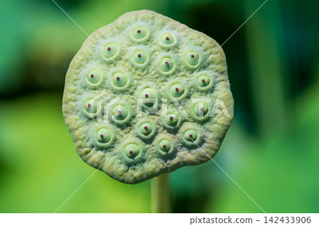 A close-up of lush green lotus seeds and summer receptacles. A close-up of lush green lotus seeds and summer receptacles. 142433906