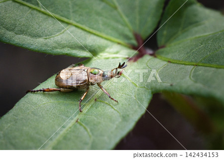 A spotted chafer beetle with water droplets on its back resting on a leaf. A spotted chafer beetle with water droplets on its back resting on a leaf. 142434153